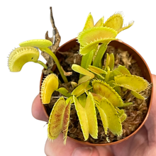 Load image into Gallery viewer, Assorted Carnivorous Plants