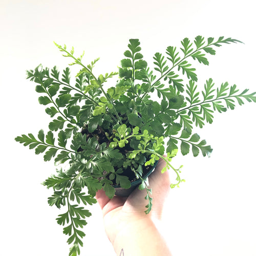 Austral Gem Fern