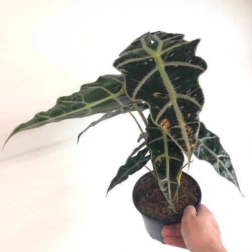 Alocasia amazonica 'Polly' (6in)