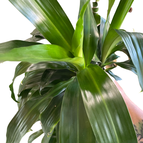 Dracaena 'Lisa' (9in+)