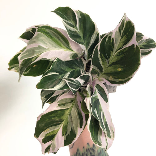 Calathea 'White Fusion'