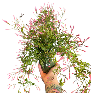Jasmine polyanthum