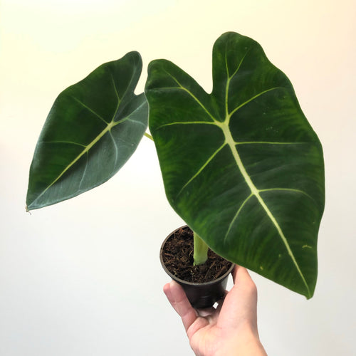 Alocasia 'Frydek'