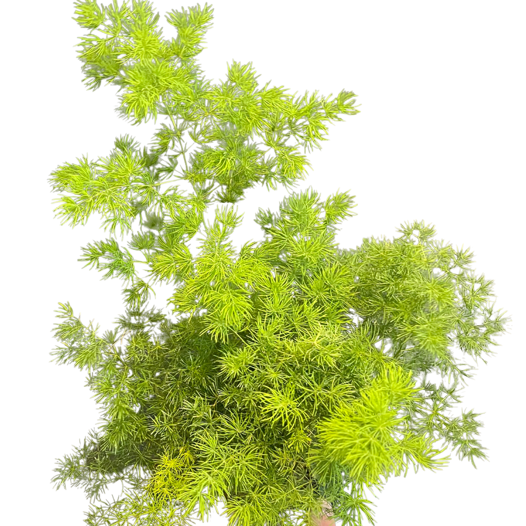 Asparagus macowanii Fern (6in)