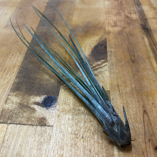 Tillandsia juncea