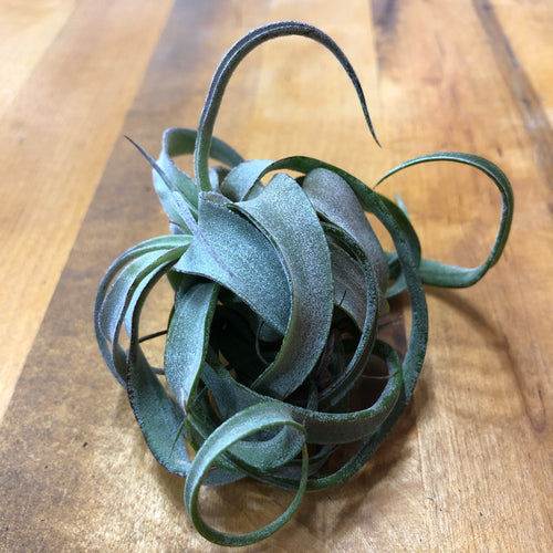 Tillandsia streptophylla