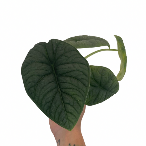 Alocasia melo