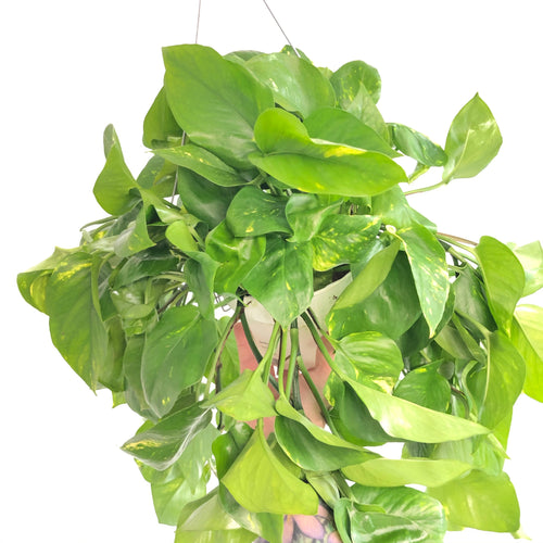 Golden Pothos (6in+)