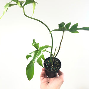 Philodendron 'Glad Hands'