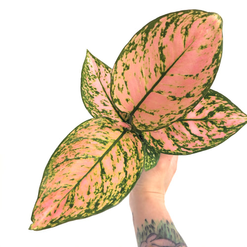 Aglaonema 'Ruby Ray'