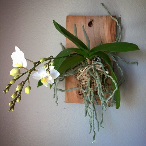 Mounted Orchids Workshop