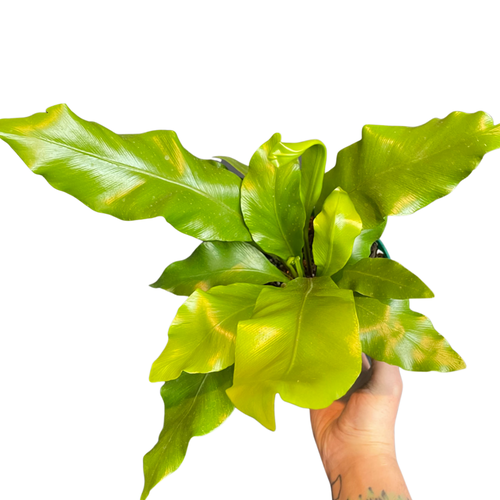 Bird's Nest Fern (6in+)