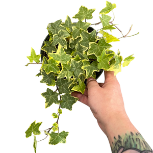Variegated Ivy 'Golden Child' (6in)