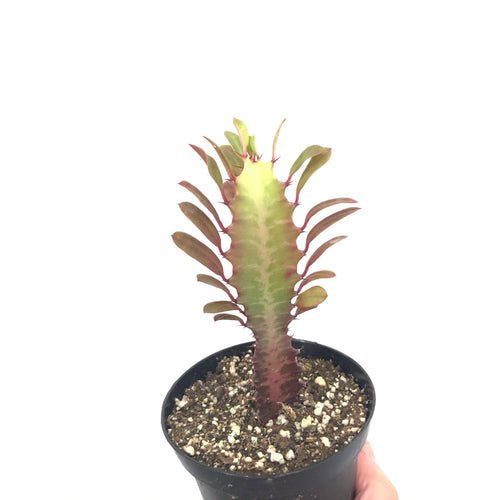 Euphorbia trigona