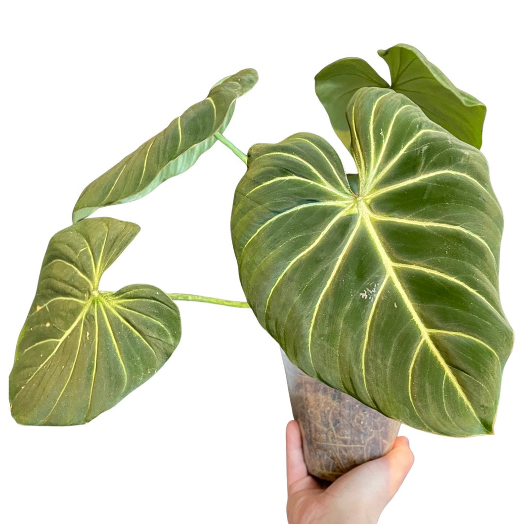 Philodendron gloriosum