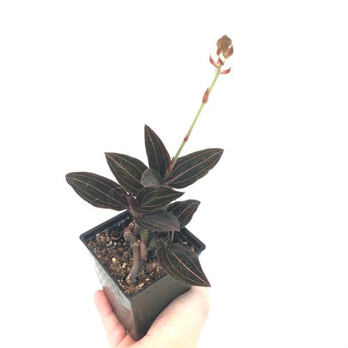 Jewel Orchid