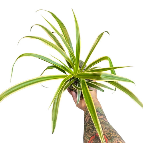 Spider Plant 'Ocean'