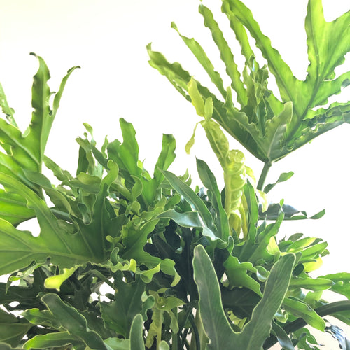 Philodendron 'Lickety Split' (6in+)