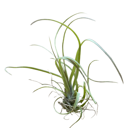 Tillandsia balbisiana