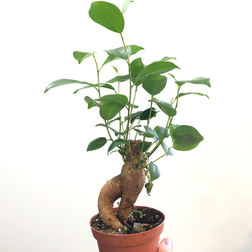 Ficus Ginseng