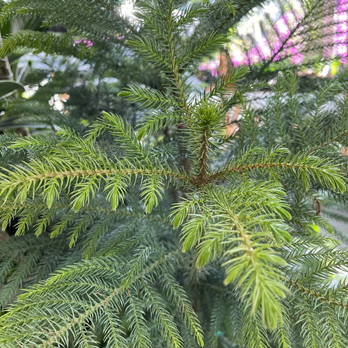 Norfolk Island Pine (6in+)