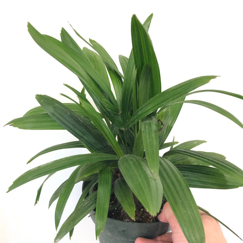 Lady Palm (6in+)