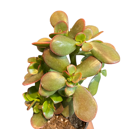 Crassula Jade Sunset