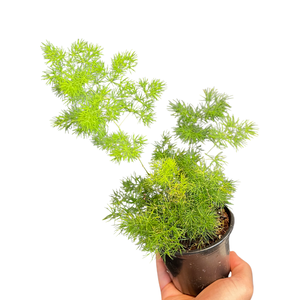 Asparagus macowanii Fern