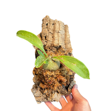Load image into Gallery viewer, Mounted Ant Plant on Cork
