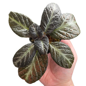 Episcia 'Silver Skies'