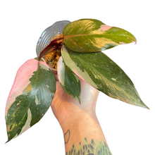 Load image into Gallery viewer, Philodendron &#39;Pink Princess&#39;