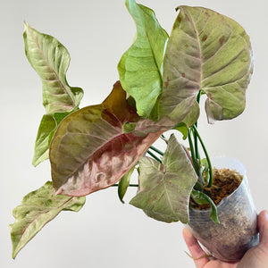 Syngonium 'Pink Spot'