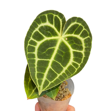 Load image into Gallery viewer, Anthurium clarinervium