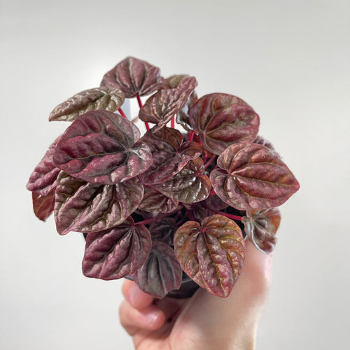 Peperomia 'Schumi Red'