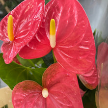 Load image into Gallery viewer, Flowering Anthurium (6in+)