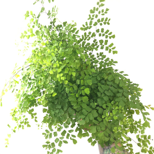 Maidenhair Fern (6in+)