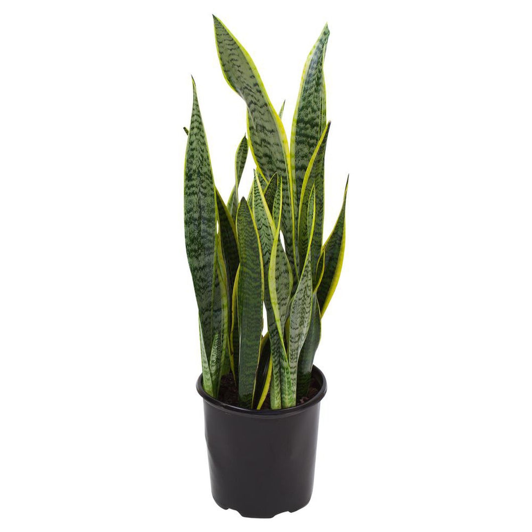 Sansevieria 'Laurentii' (6in+)