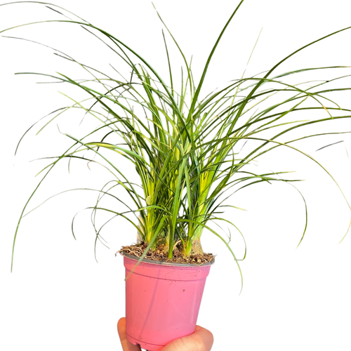 Ponytail Palm