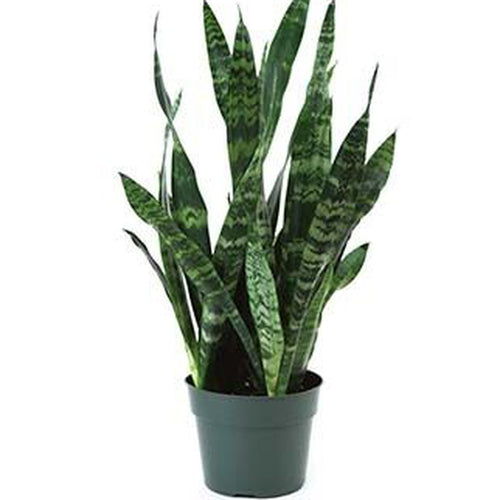 Sansevieria zeylanica (6in+)