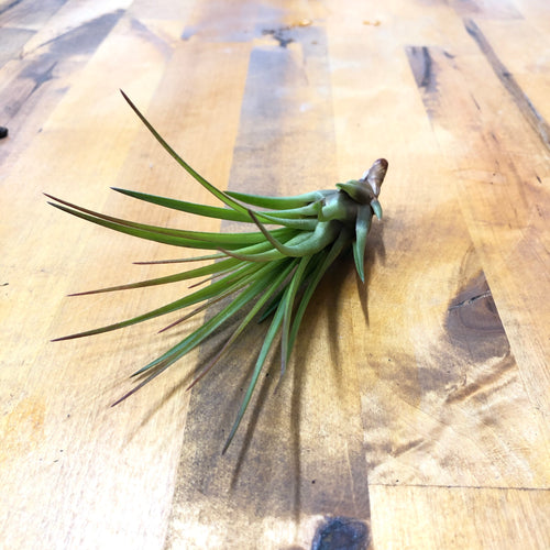 Tillandsia tricolor