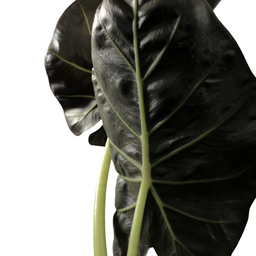 Alocasia Regal Shield (4in+)