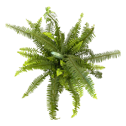 Kimberly Queen Fern (6in)