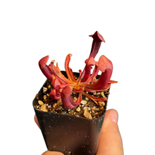 Load image into Gallery viewer, Assorted Carnivorous Plants