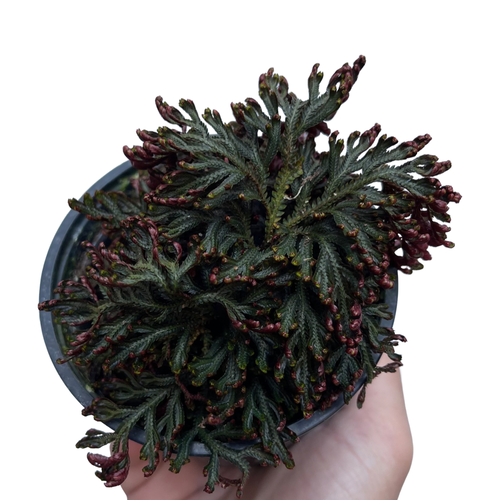 Selaginella 'Ruby Red'