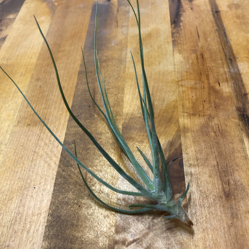 Tillandsia schiedeana