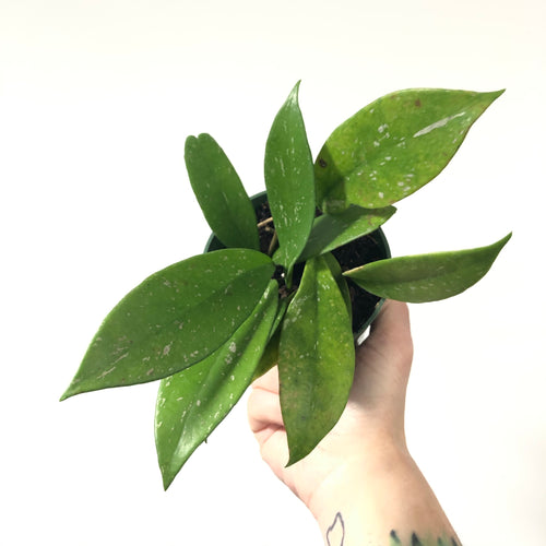 Hoya pubicalyx