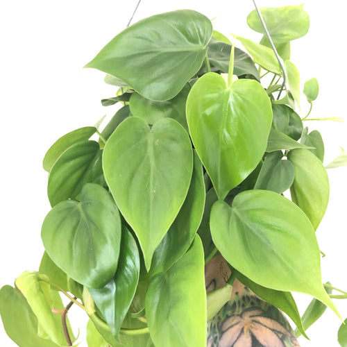 Heart Leaf Philodendron (6in)