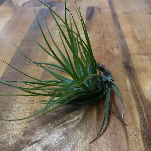 Tillandsia tenuifolia 'Emerald Forest'