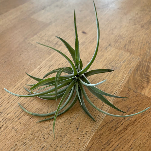 Tillandsia velutina