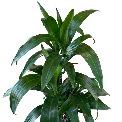 Dracaena Black Beauty Cane (6in+)